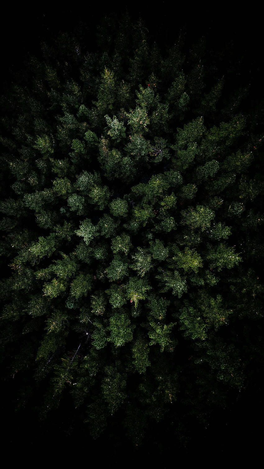Vista aerea della foresta oscura iPhone nel 2019. Sfondo del telefono HD