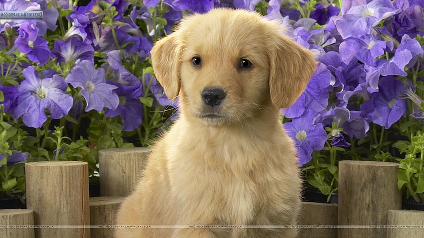 Dog, Puppies, Golden Retrievers, Animals, Purple Flowers HD Wallpaper ...