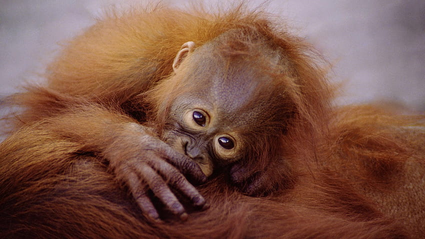 Baby Orangutan - - HD wallpaper