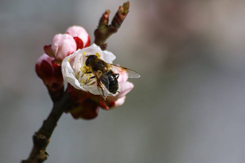 Macro, Branch, Bee, Spring, Pollination HD wallpaper