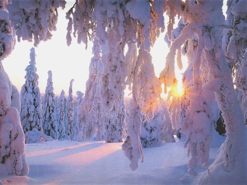 Coucher de soleil d'hiver, hiver, blanc, saison, neige, coucher de soleil en hiver Fond d'écran HD