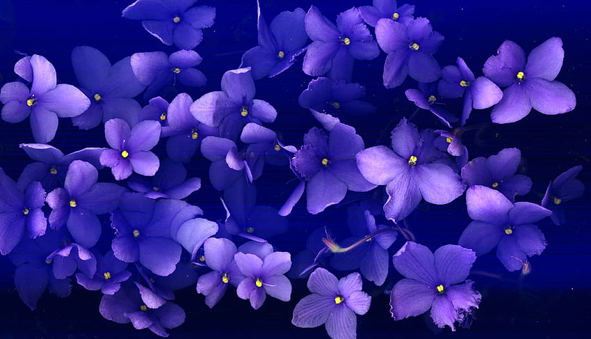 แอฟริกันไวโอเล็ต สีฟ้า ออพติมาร่า ไวโอเล็ต ดอกไม้ วอลล์เปเปอร์ HD