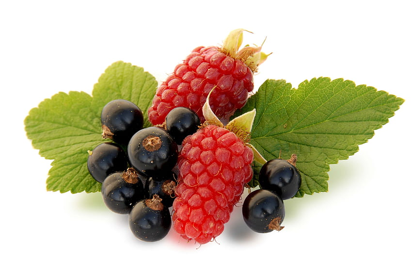 Black, Currant, Raspberry, White, Background, , , , background, , – Get, Black Fruit HD wallpaper