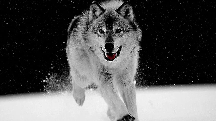 Top 79 Lobo Cinzento - Ponto Animal, Lobo Branco papel de parede HD