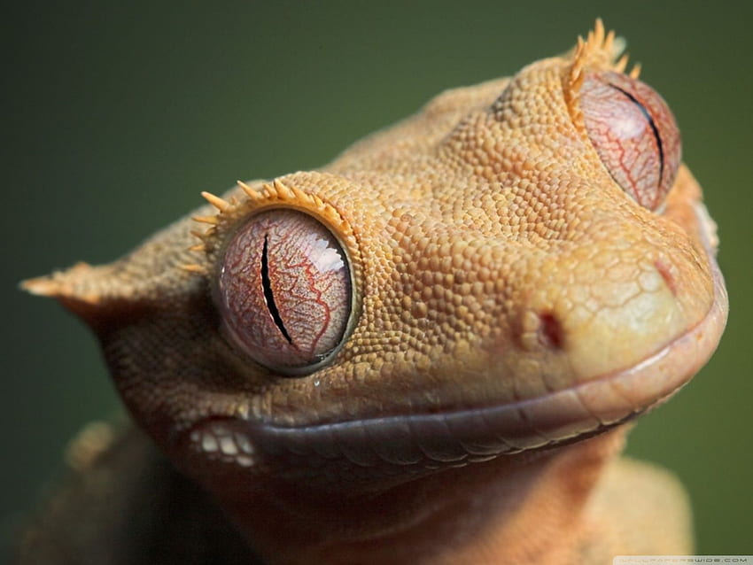 Cute Crested Gecko Ultra Background for HD wallpaper