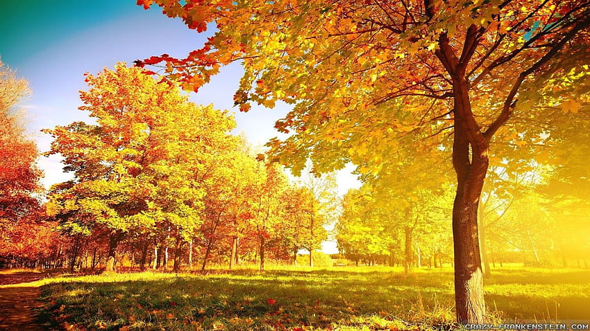 Beautiful Autumn Trees HD wallpaper | Pxfuel