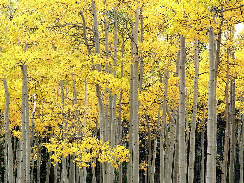 Naturaleza, árboles, otoño, troncos fondo de pantalla