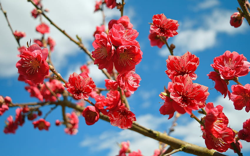Peach Blossoms, peach, blossoms, flowering, sky, tree HD wallpaper