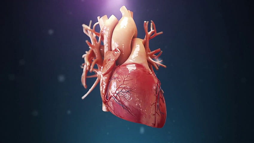 Navilugari Of Hearts, Anatomy 3D HD wallpaper | Pxfuel
