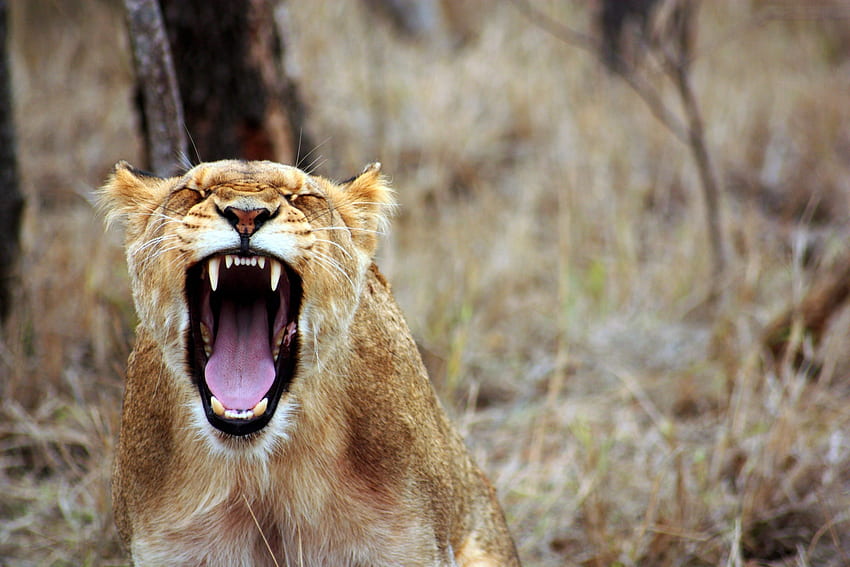 Animals, Aggression, Grin, Predator, Lioness HD wallpaper