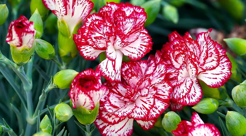 White and red cloves, buds, red, carnation, cloves, garden, beautiful ...