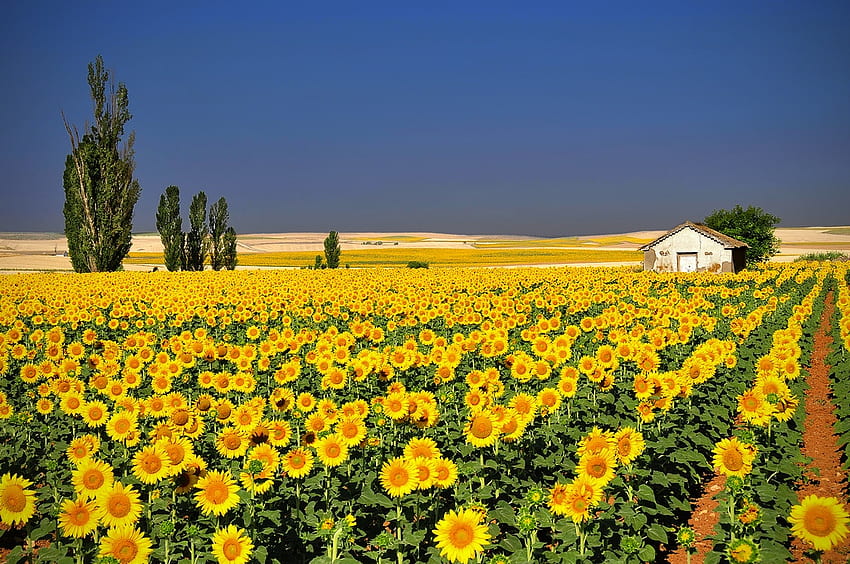 Sunflowers, sky, field, yellow HD wallpaper