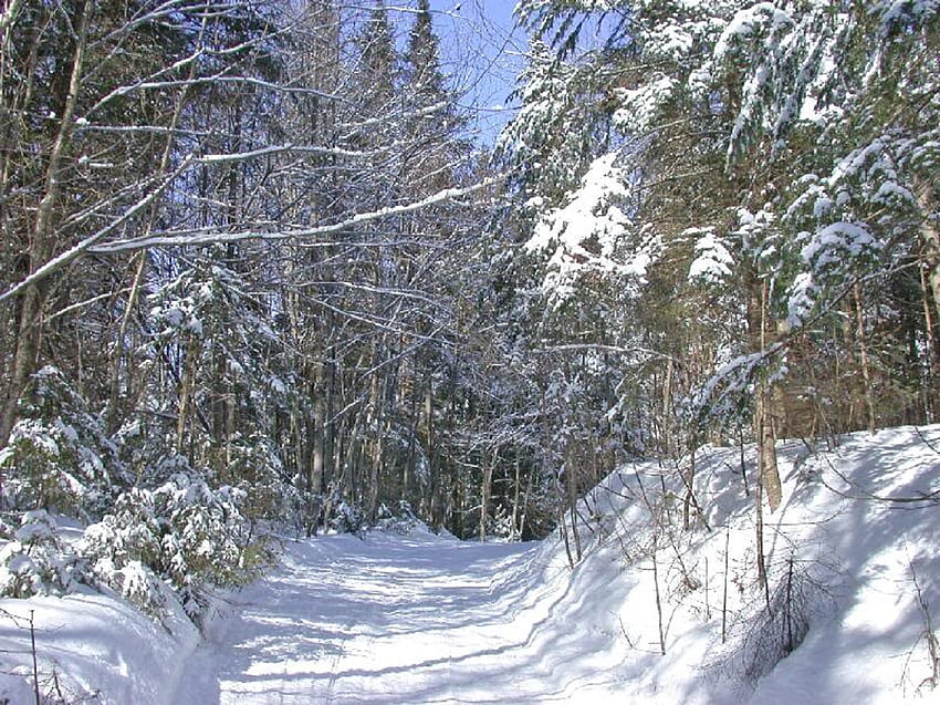 Schneeschuhwanderung, Bäume, Schuhe, Licht, Schnee HD-Hintergrundbild