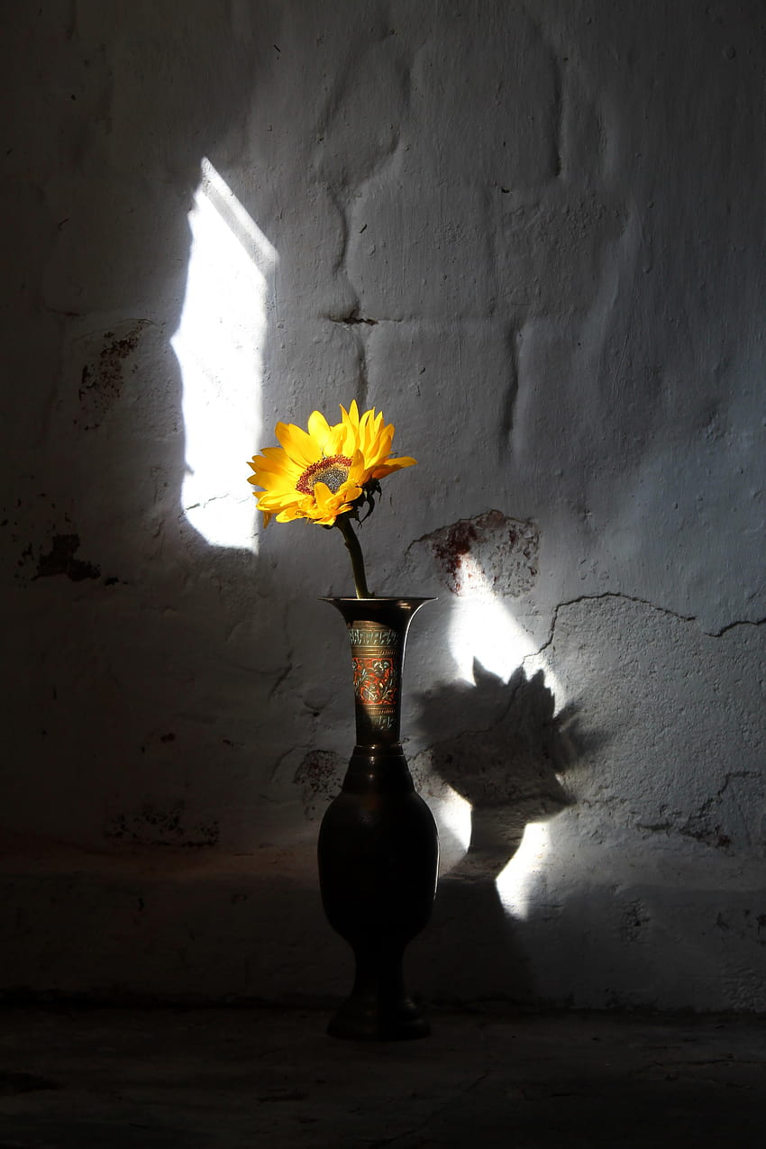 Цветя, цвете, лъчи, греди, стена, ваза, слънчоглед HD тапет за телефон