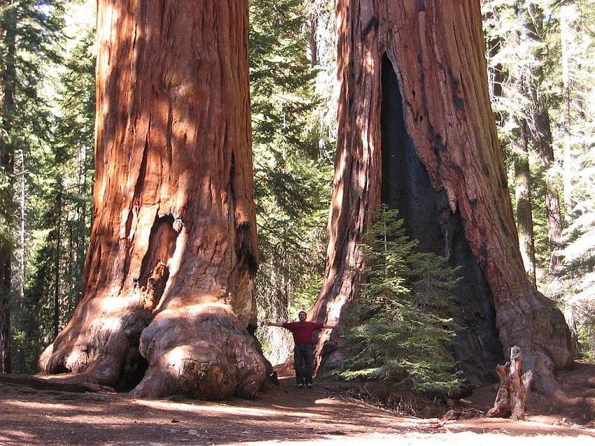 Genus Conifer: Sequoiadendron. Masyarakat Conifer Amerika, Hutan Redwood Raksasa Wallpaper HD