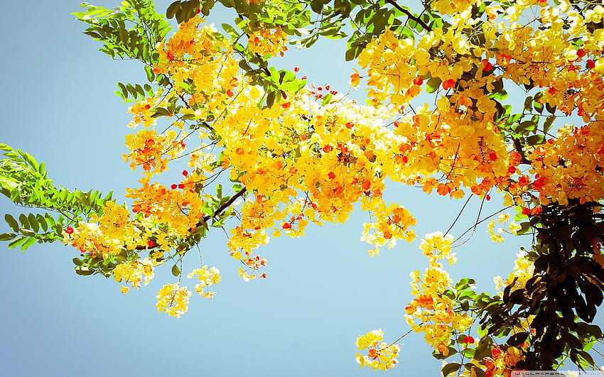 Kwiaty, niebo, gałęzie, kwiat, kwitnienie, zielenie, nastrój, słońce Tapeta HD