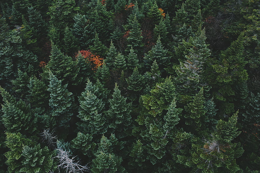 Nature, Trees, View From Above, Forest HD wallpaper