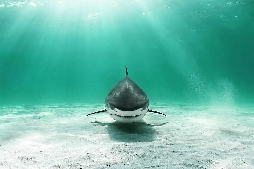Cool Shark : , , for PC and Mobile. for iPhone, Android, Ocean Shark HD wallpaper