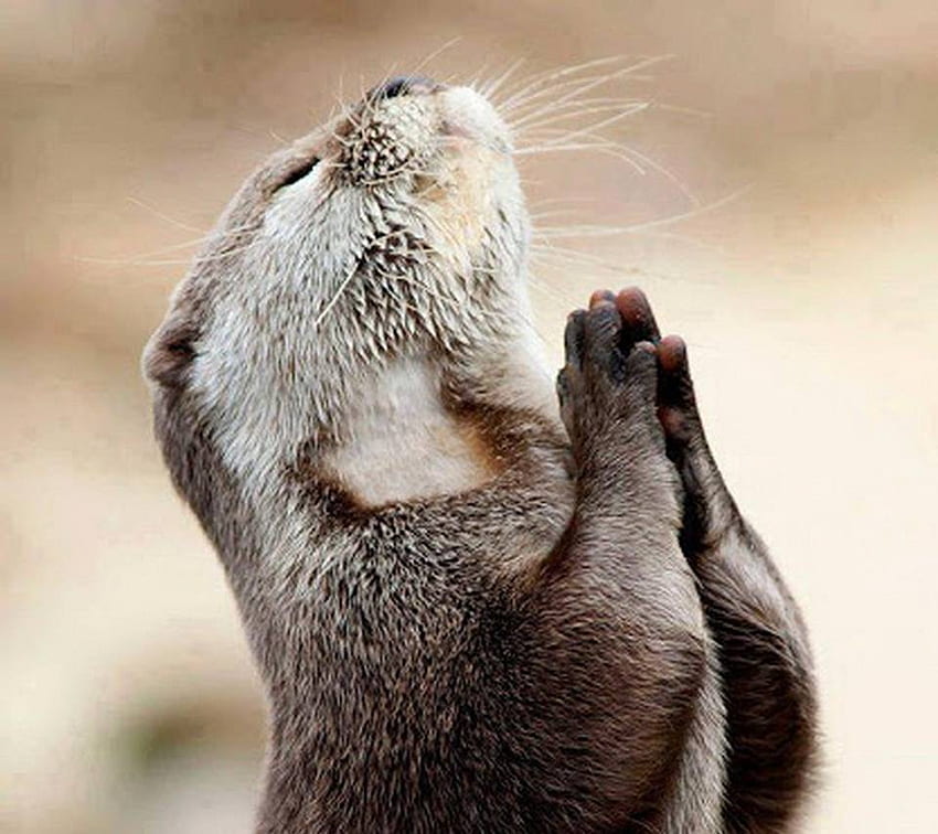 Otter Praying HD wallpaper