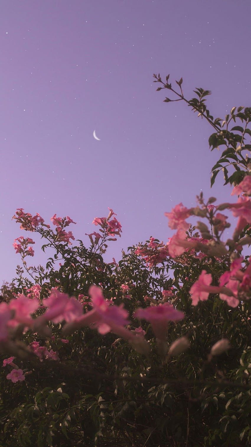 Blume unter Nachthimmel. Nachthimmel, ästhetisches iPhone, Android-Blumen HD-Handy-Hintergrundbild