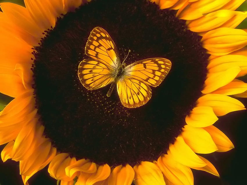 · Gallery · Windows 7 · Butterfly and Sunflower HD wallpaper