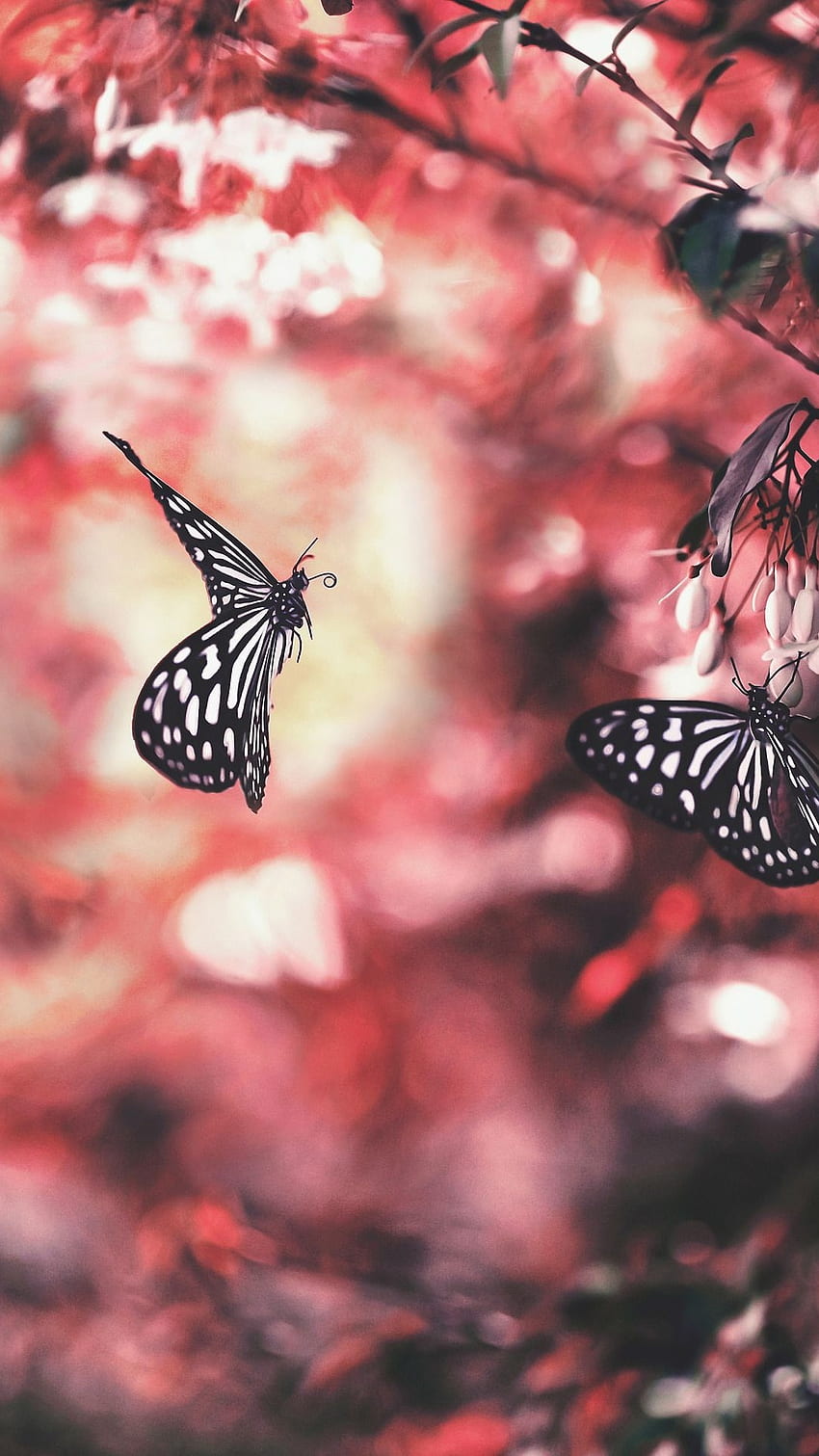 Черна пеперуда, фон, естетика HD тапет за телефон