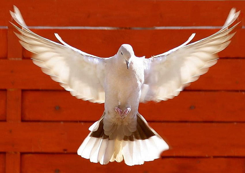 White Pigeon, white, beautiful, pigeon HD wallpaper