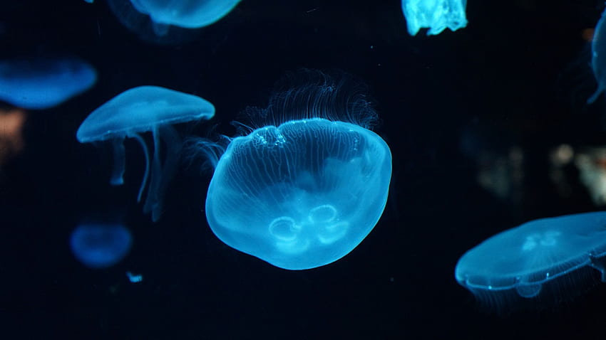 Jellyfish, Underwater, Deep sea, , Animals,. for iPhone, Android, Mobile and, Deep Sea Creatures HD wallpaper