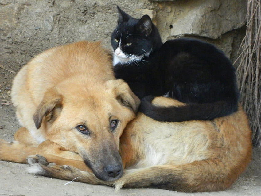 kedi ve köpek, yavru kedi, tatlı, pisi, kediler, şirin, kedi, güzel, patiler, uyku, güzellik, kedi surat, güzel, hayvanlar, yüz, sevimli, şapka HD duvar kağıdı