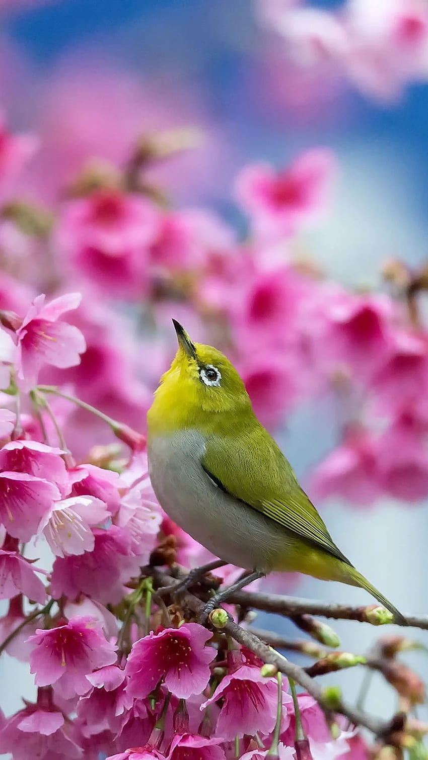Пролет, череша, клон, цветя, красота, японски бели очи HD тапет за телефон