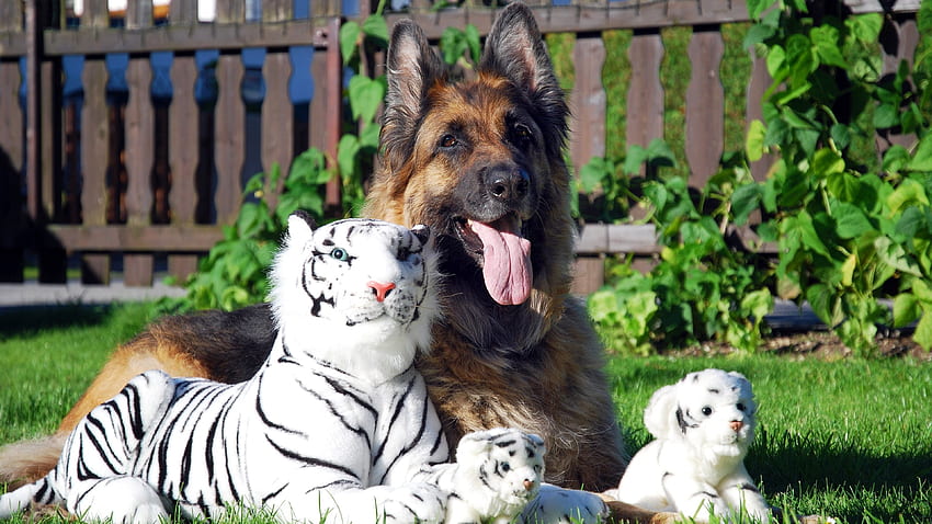 dog, Tiger, Animals, German Shepherd, Stuffed Animals / and Mobile Background HD wallpaper
