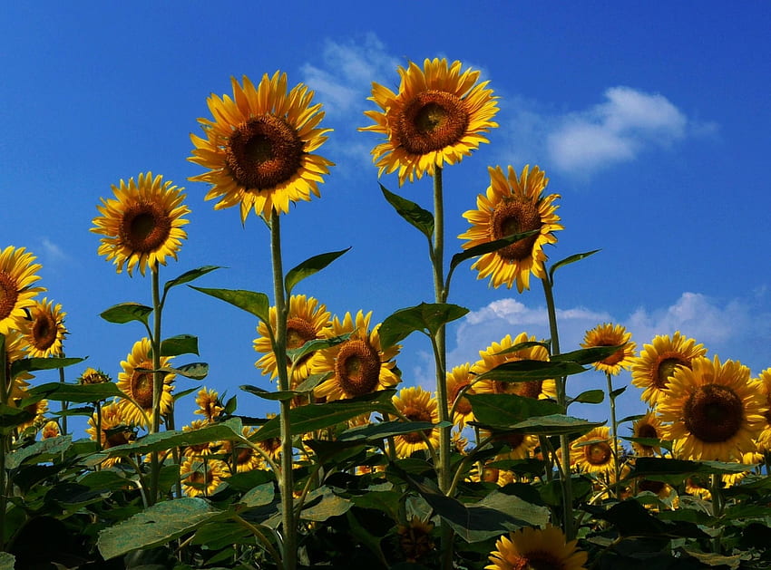 Bunga, Bunga Matahari, Langit, Musim Panas, Bidang, Suasana Hati, Cerah Wallpaper HD