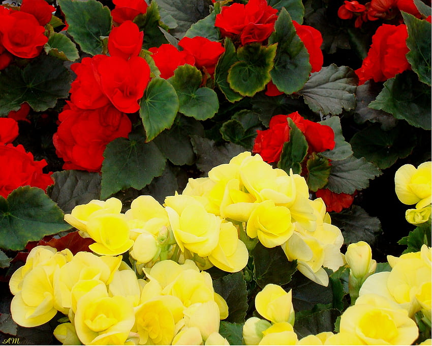 Begonie rosse e gialle, estate, begonia, giardino, fiori, grafico, primavera Sfondo HD