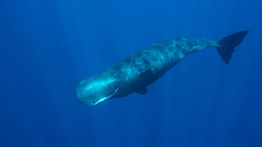 Sperm Whale. Facts, & more about Sperm Whale HD wallpaper
