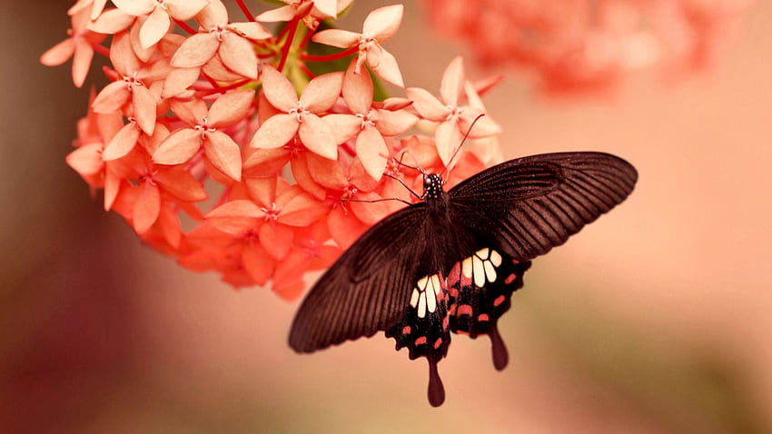 Black Butterfly on Flower FC、動物、ワイド スクリーン、野生動物、蝶、グラフィック、花、美しい、 高画質の壁紙