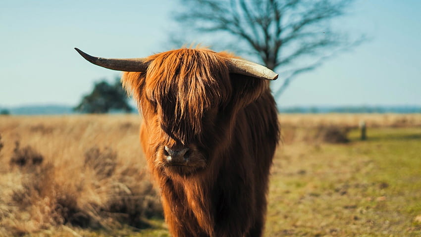 / highland cow vaca animal y ganado fondo de pantalla