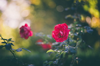 Hollyhock varieties, Alcea rosea varieties