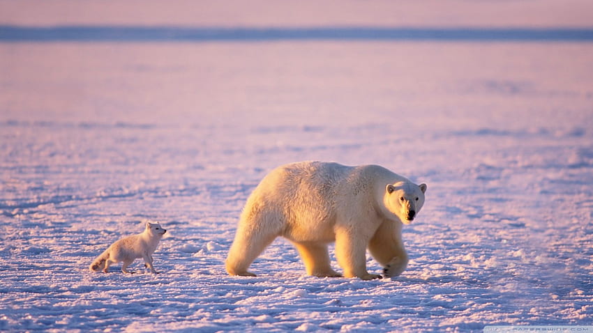 ลูกหมีขั้วโลกและสุนัขจิ้งจอกอาร์กติก Baby Arctic Fox วอลล์เปเปอร์ HD