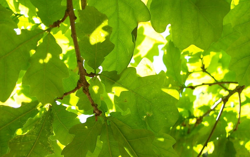 Green Oak Leaf . Green Oak Leaf stock HD wallpaper
