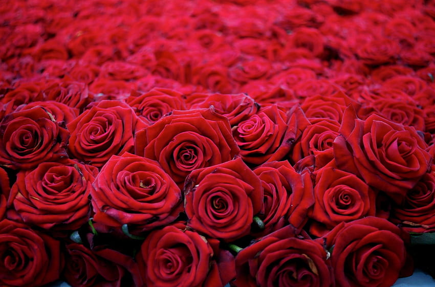 Kwiaty, róże, pąki, dużo, ładnie, jest pięknie Tapeta HD