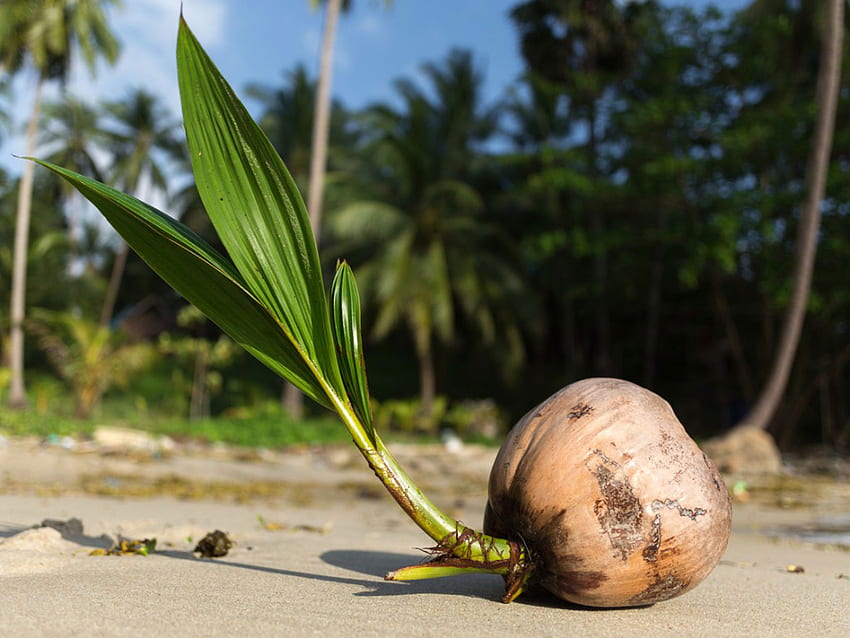 Palme in crescita dal seme - Suggerimenti per piantare un seme di palma, germinazione dei semi Sfondo HD
