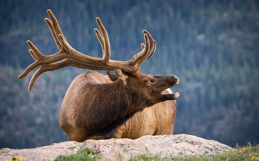 Animals, Sight, Opinion, Deer, Horns HD wallpaper