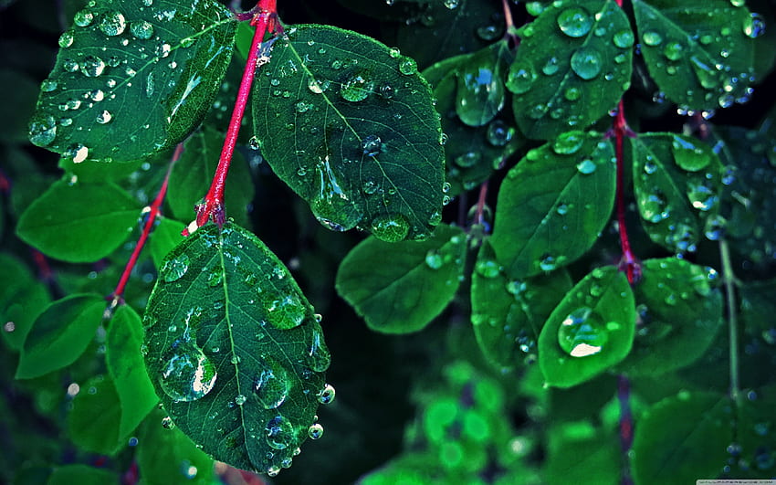 Rain On The Leaves Ultra, Green Leaf Rain HD wallpaper