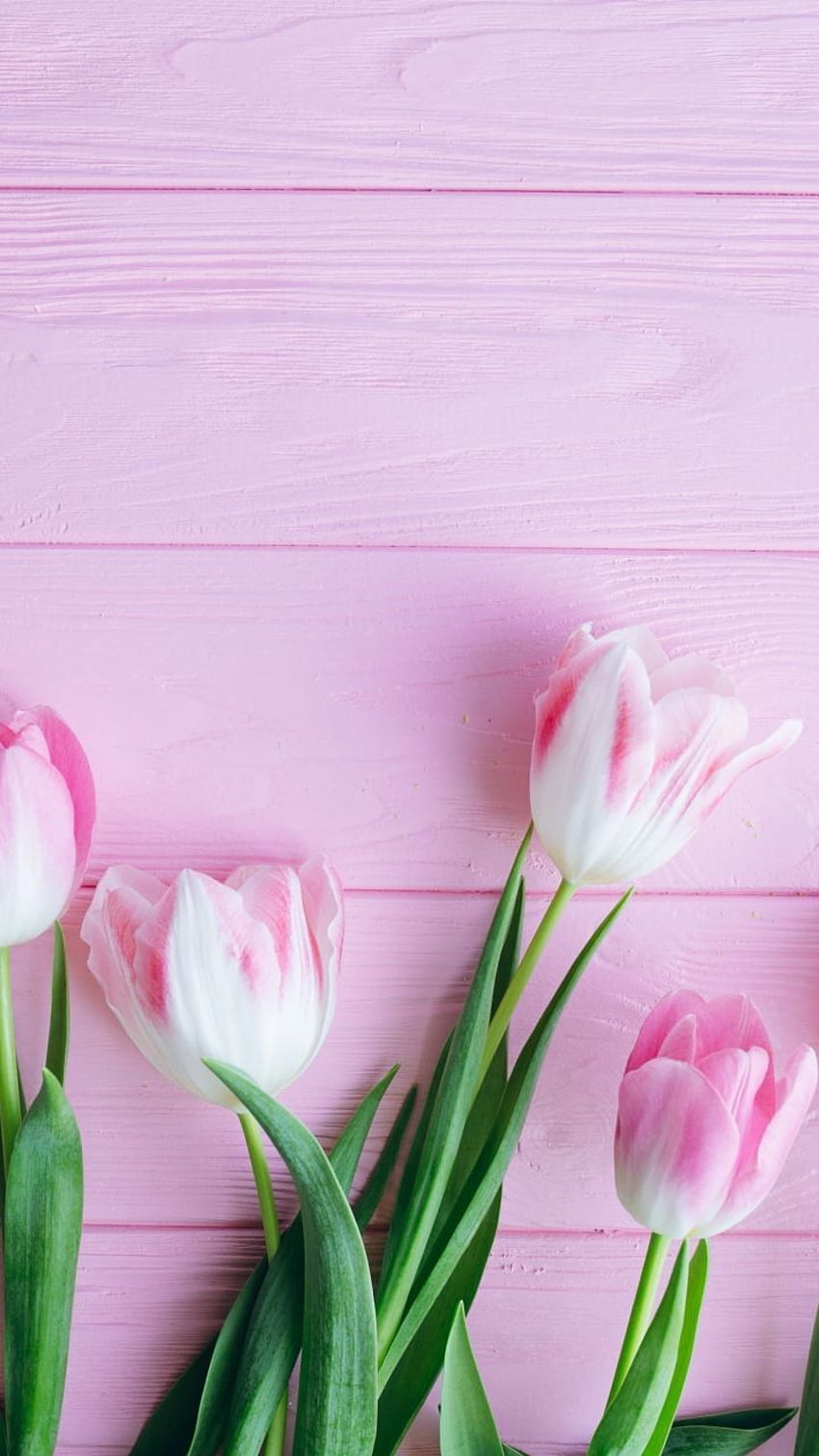 Tulip, flowers, fresh, . Flower phone , Flower , Flower background, Pink Tulip HD phone wallpaper