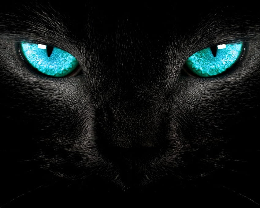 Pretty blue eyes. Cat. pets. Blue eyes, Cat and Animal, Cat Face HD wallpaper