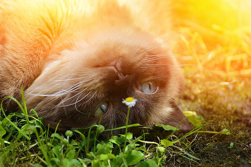 Animals, Grass, Cat, Lie, To Lie Down, Muzzle, Playful, British Shorthair HD wallpaper