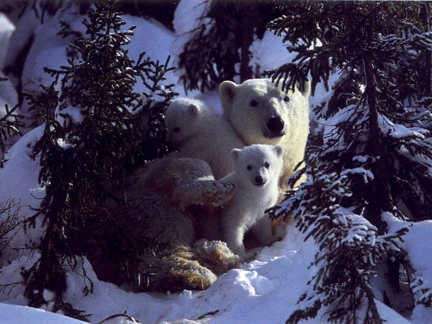 Polar bear mom and cubs, animal, bear, cub, mom, polar, ursus, arctic HD wallpaper