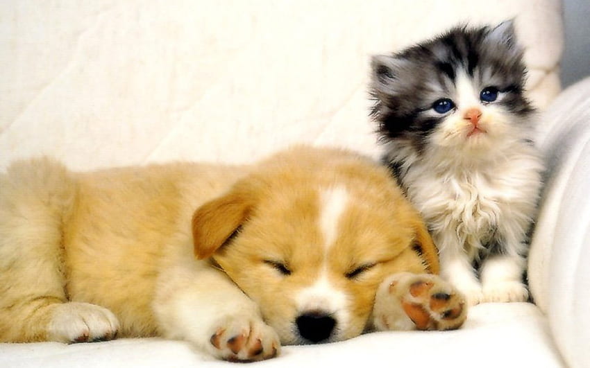 Cats and Dogs - Pets Cute and Docile, Yellow Aesthetic Cat HD wallpaper