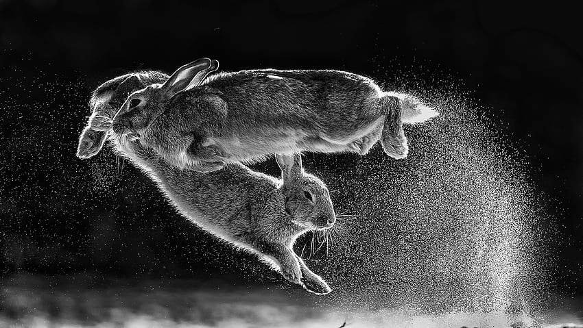 Rabbit, Wild Rabbit HD wallpaper