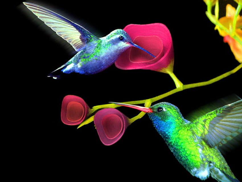 Petites beautés, deux, nectar, vert bleu blanc, colibris, couleurs, fleurs, irisées Fond d'écran HD